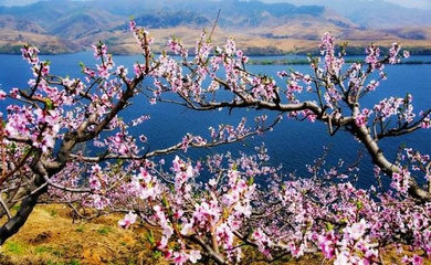 “赏花观鸟 春游辽宁” 发现辽宁之美 感受辽宁之好